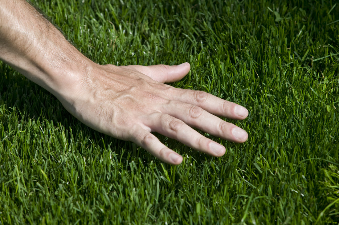 An expert lawn technician knows any grass type as soon as they see them.  How well do you know your lawn?