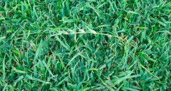 When Centipedegrass is healthy, it will produce stolons which allows this grass to spread.