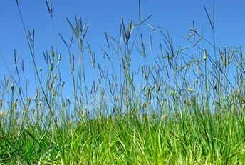 When Bahiagrass gets tall its seed heads can be distinctly seen.  With a lawn care program, this grass could flourish quite well.