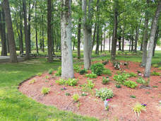 A natural area in need of some new mulch 