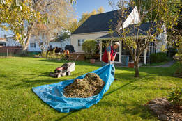 A lawn maintenance worker removing lawn foliage from the yard with a tarp