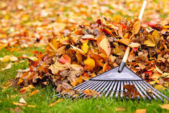A pile of freshly fallen leaves being raked into a pile