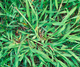 Crabgrass is a monster to control, but regular lawn maintenance can handle it.