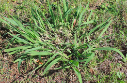 Dallisgrass is best removed from the lawn by physically digging out the plant.