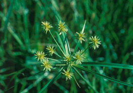 Nutsedge is a terror once its in your lawn, but with the right knowledge it can be controlled.