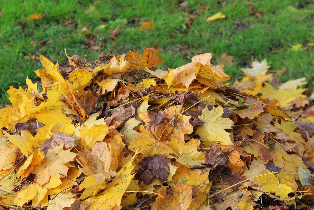 A pile of old leaves left on top of a lawn