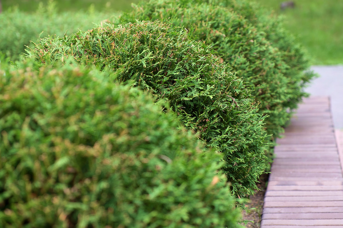 Call Augusta Lawn Care and Maintenance to have your shrubs trimmed to stay health and looking great.