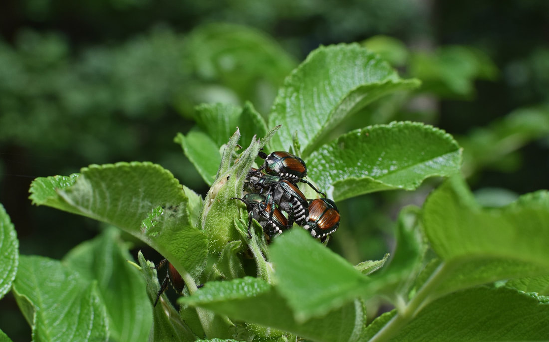 Japanese Beetles eating away at a plant