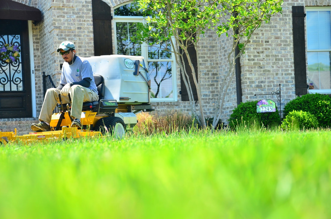A lawn maintenance worker cutting the lawn on a top of the line mower