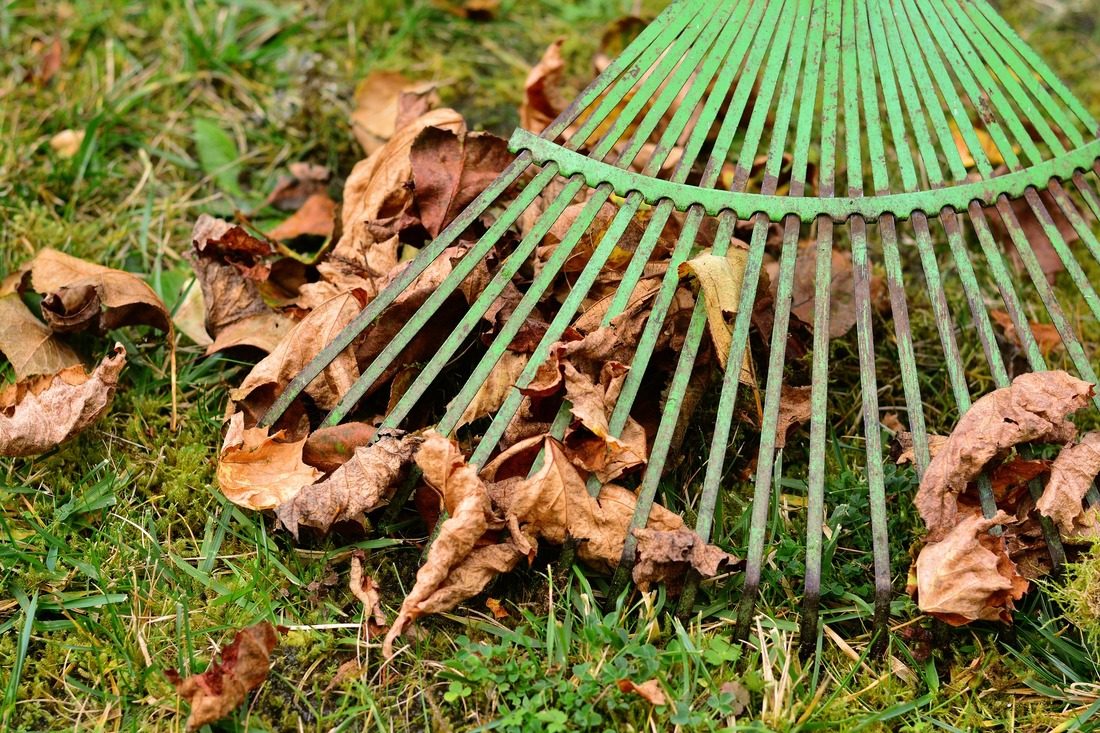 Old leaves being raked up by a lawn maintenance worker